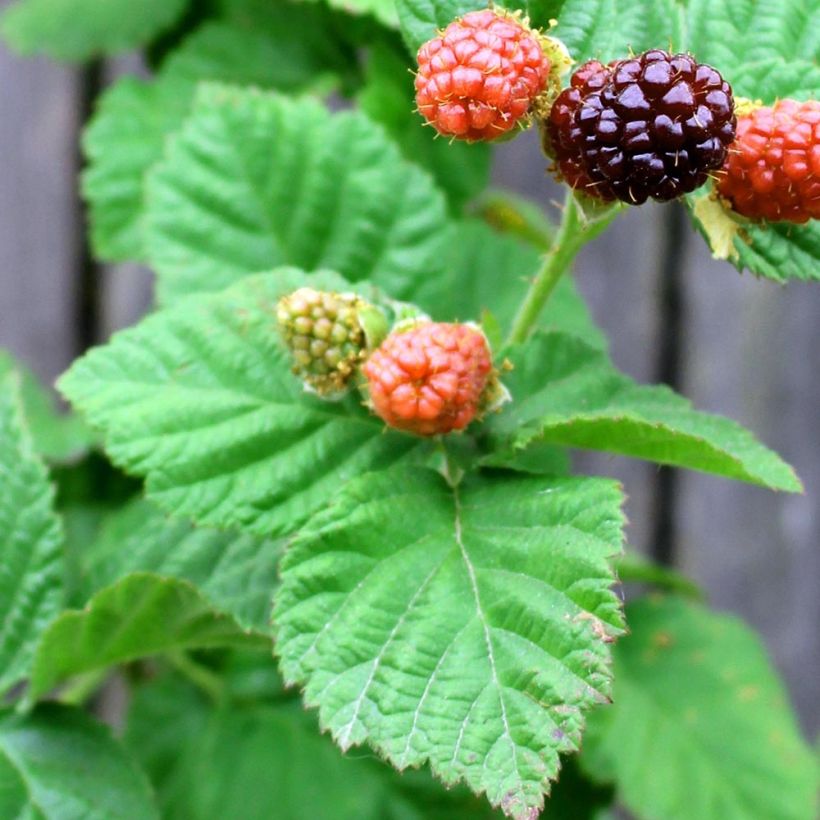 Boysenberry Boysenberry (Follaje)