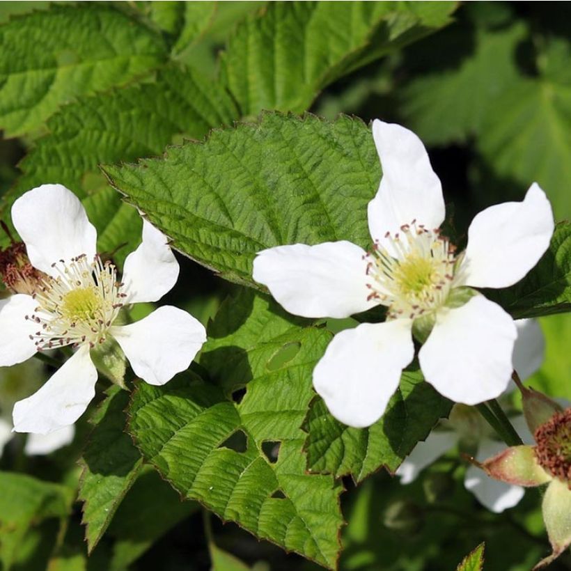 Boysenberry Boysenberry (Floración)