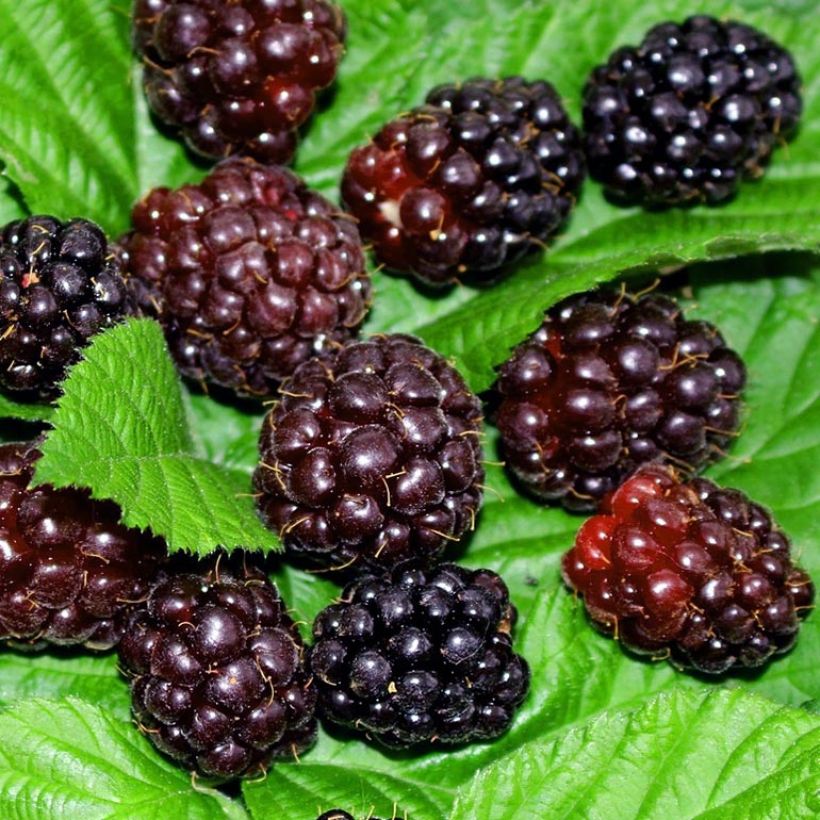 Boysenberry Boysenberry (Cosecha)