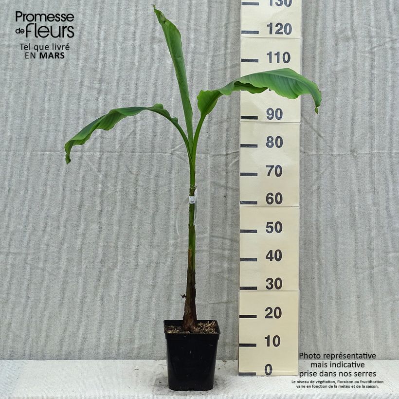 Musa basjoo Sakhalin - Platanera japonés Maceta 4L/5L Ejemplar entregado en la primavera