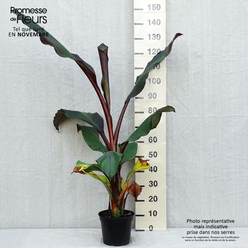 Ejemplar de Ensete ventricosum Maurelii - Bananier rouge d'Abyssinie en pot de 7,5L/10L entregado en otoño