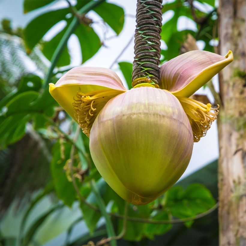 Musa basjoo Tchetchenia - Platanera japonés (Floración)