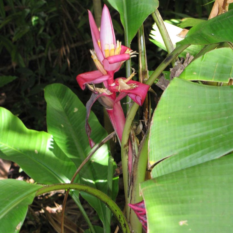 Musa velutina - Plátana rosa (Porte)