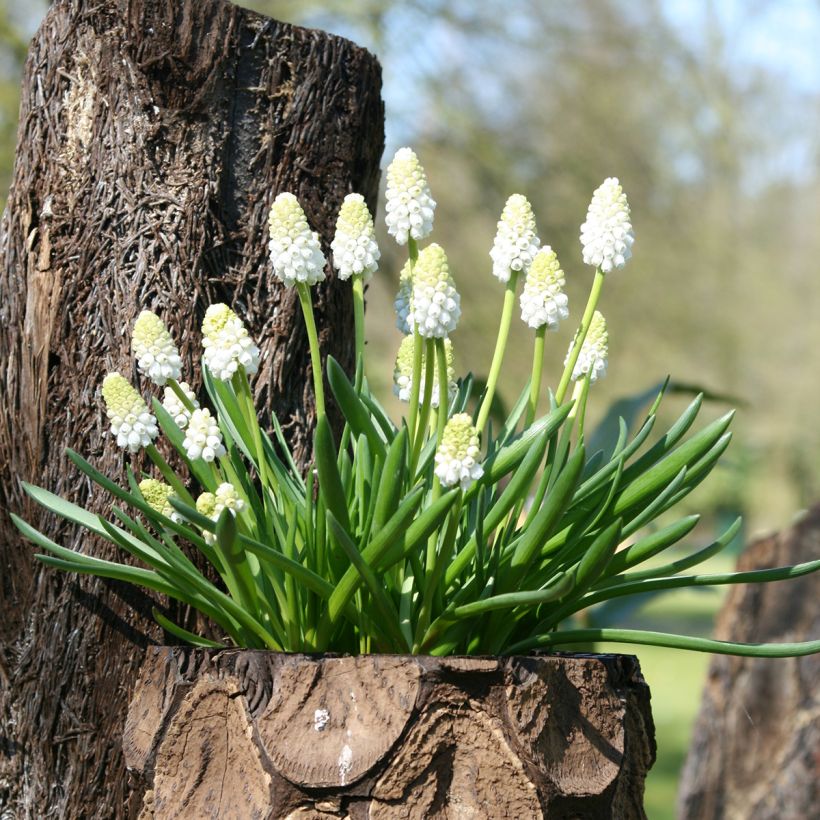 Muscari aucheri White Magic (Porte)