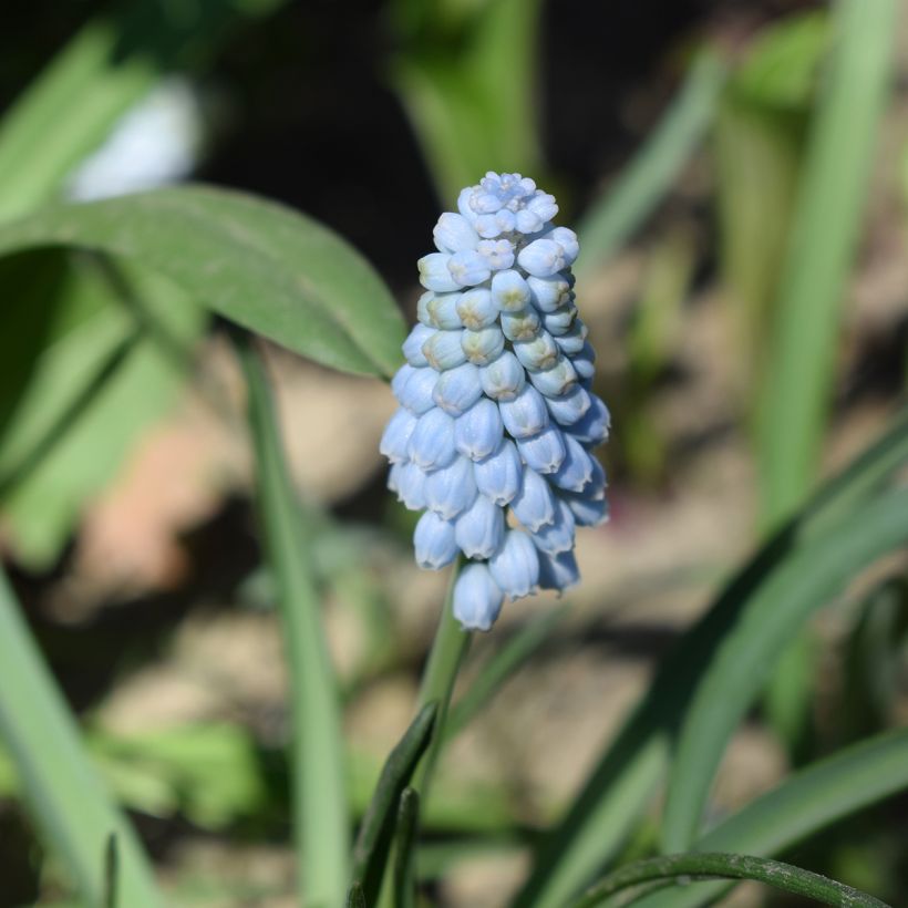 Muscari neglectum Baby's Breath - Nazareno (Floración)