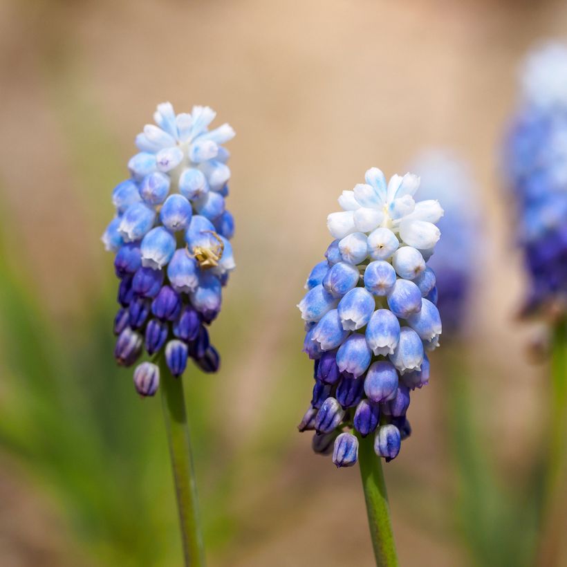 Muscari aucheri Mount Hood (Floración)