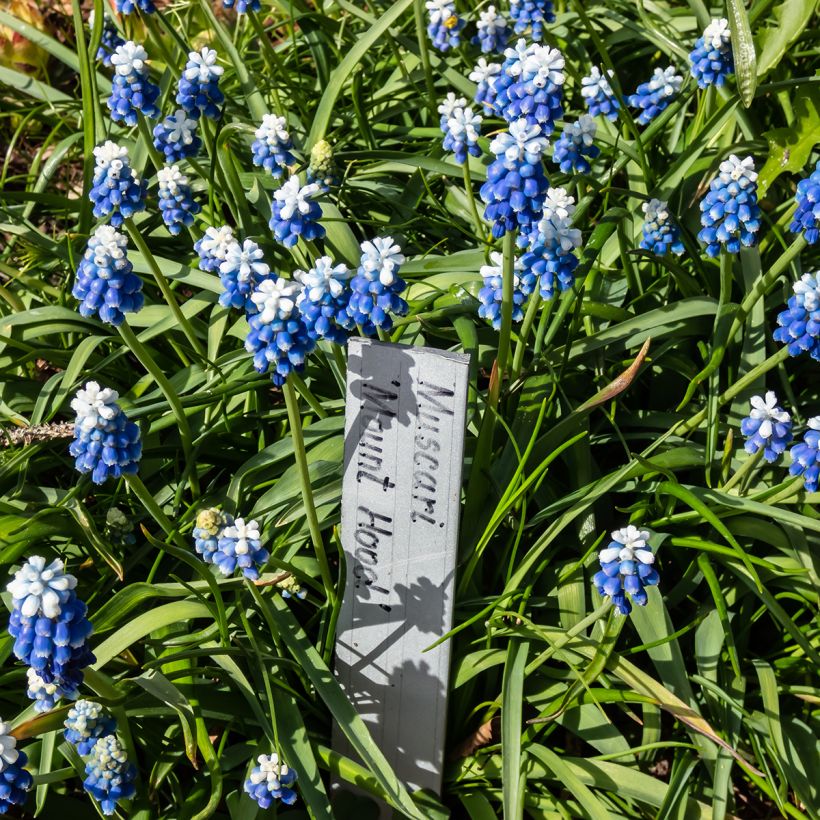 Muscari aucheri Mount Hood (Porte)