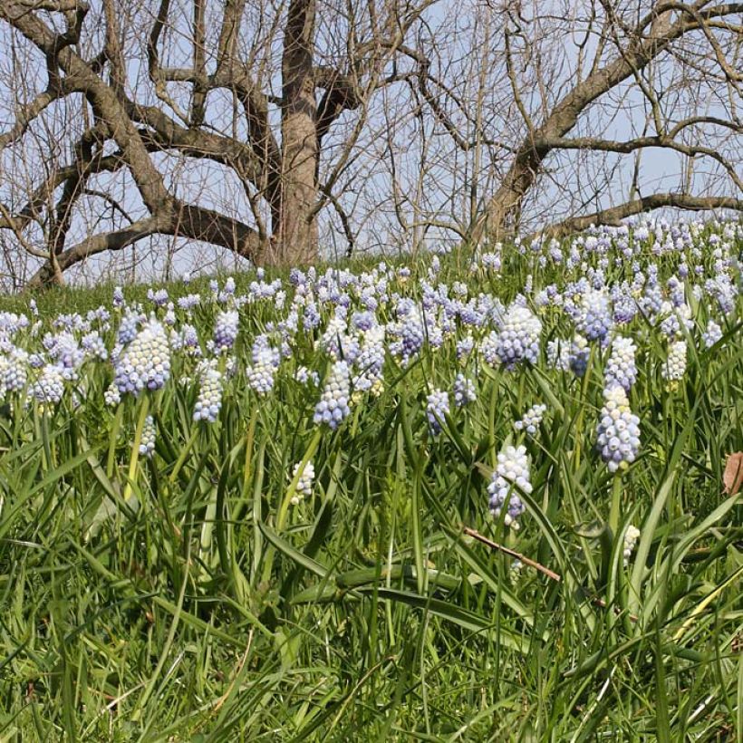 Muscari armeniacum Peppermint (Floración)