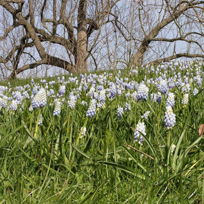 Muscari armeniacum Peppermint (Porte)