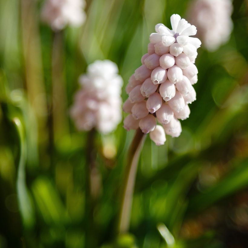 Muscari Pink Sunrise (Floración)