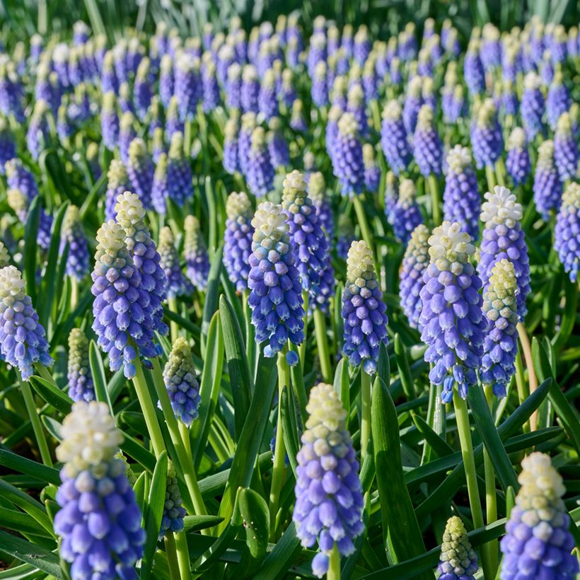 Muscari Touch of Snow (Floración)