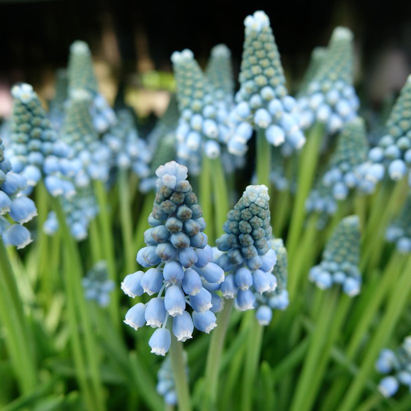 Muscari armeniacum Aqua Magic (Floración)