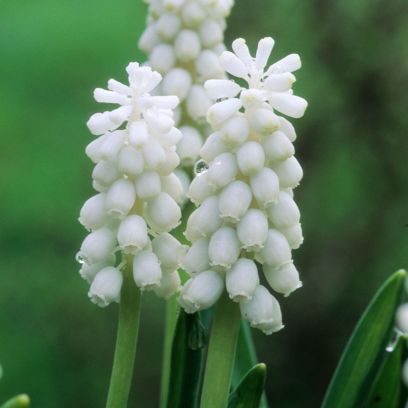 Muscari botryoides Album - Jacinto de la uva (Floración)