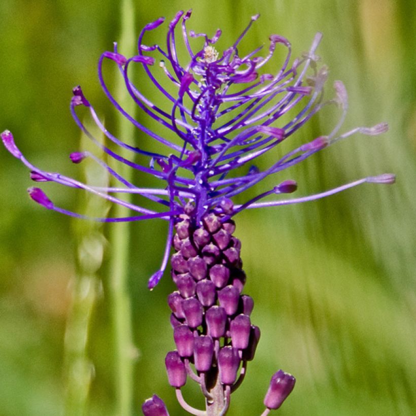 Muscari comosum - Jacinto comoso (Floración)