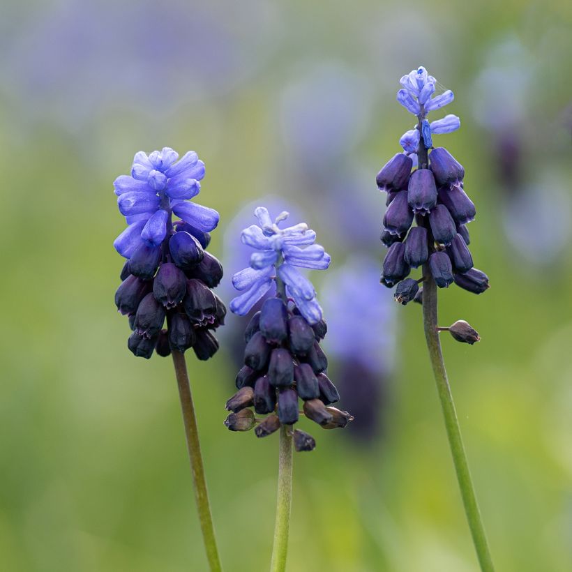 Muscari latifolium - Jacinto ramoso (Floración)