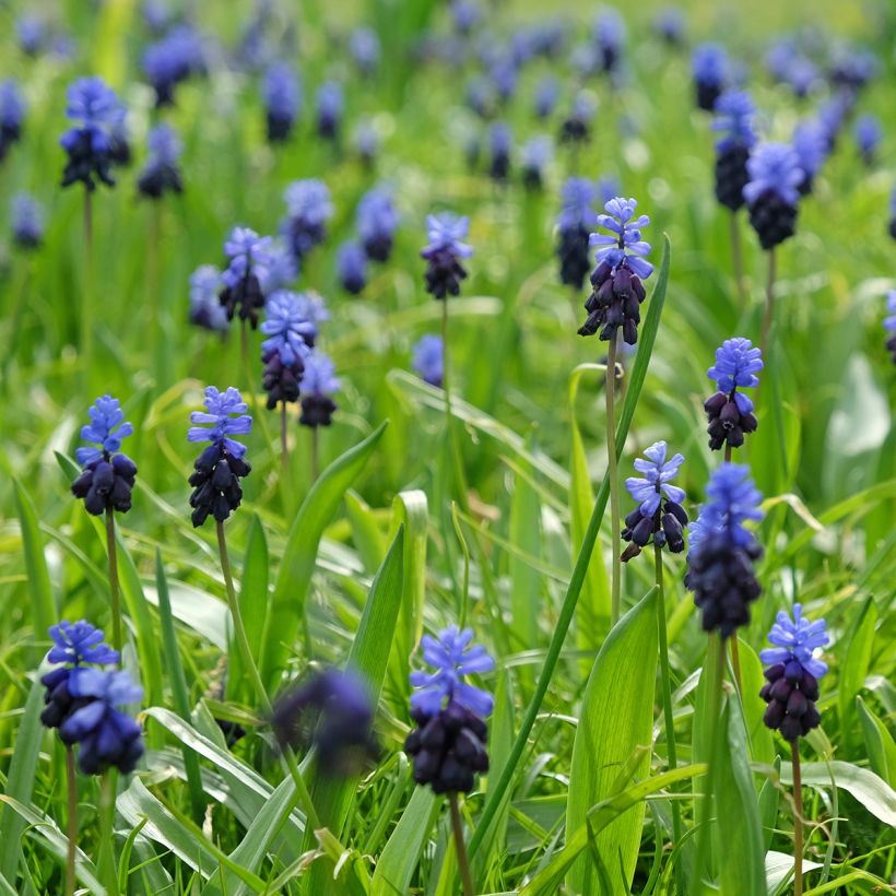 Muscari latifolium - Jacinto ramoso (Porte)