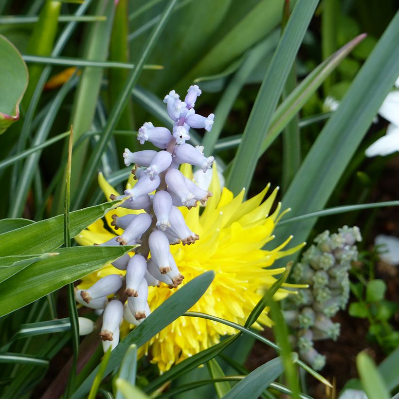 Muscari muscarimi (racemosum) (Floración)