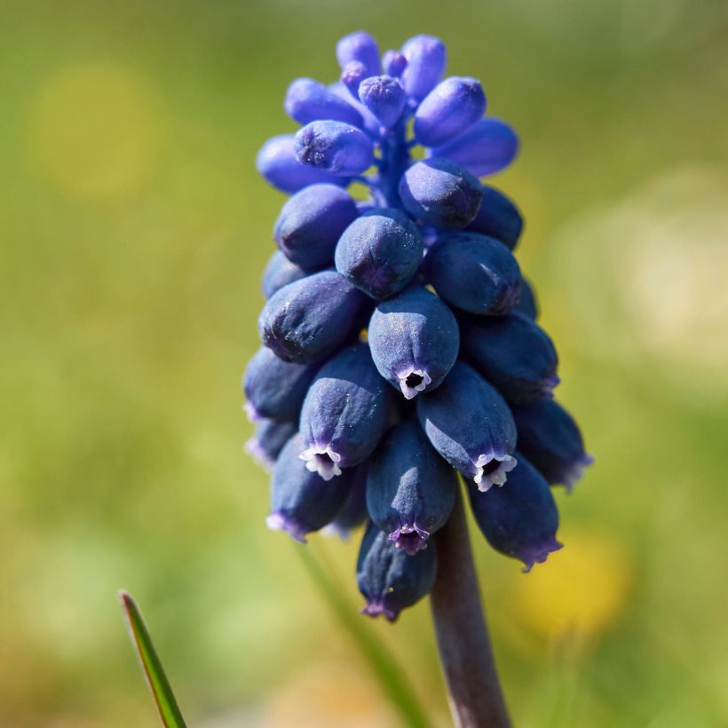 Muscari neglectum - Nazareno (Floración)