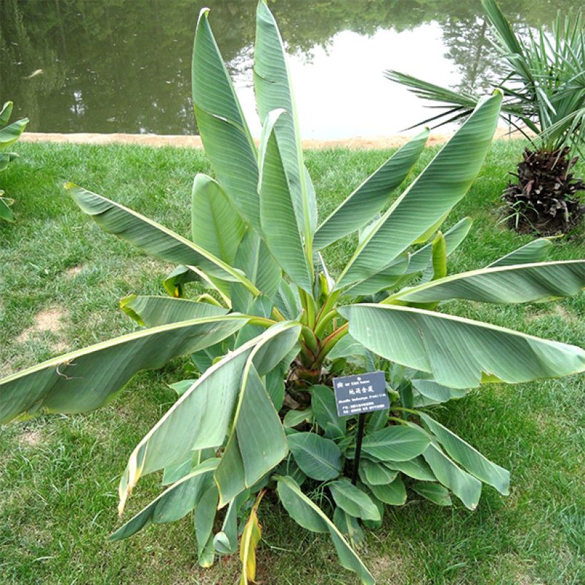 Musella lasiocarpa - Plátano enano chino (Follaje)