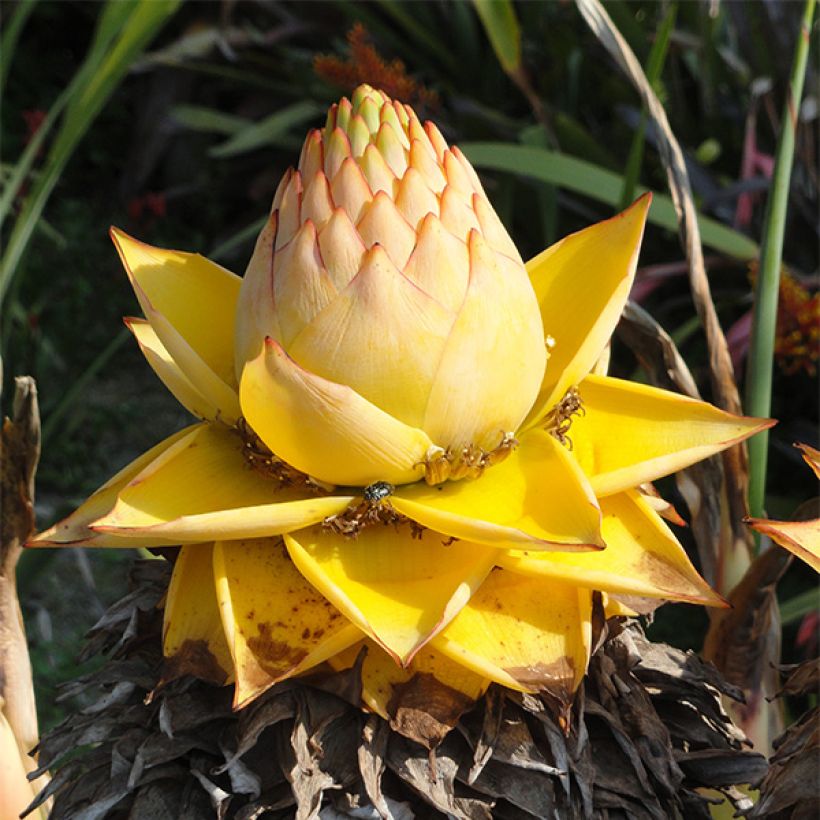 Musella lasiocarpa - Plátano enano chino (Floración)