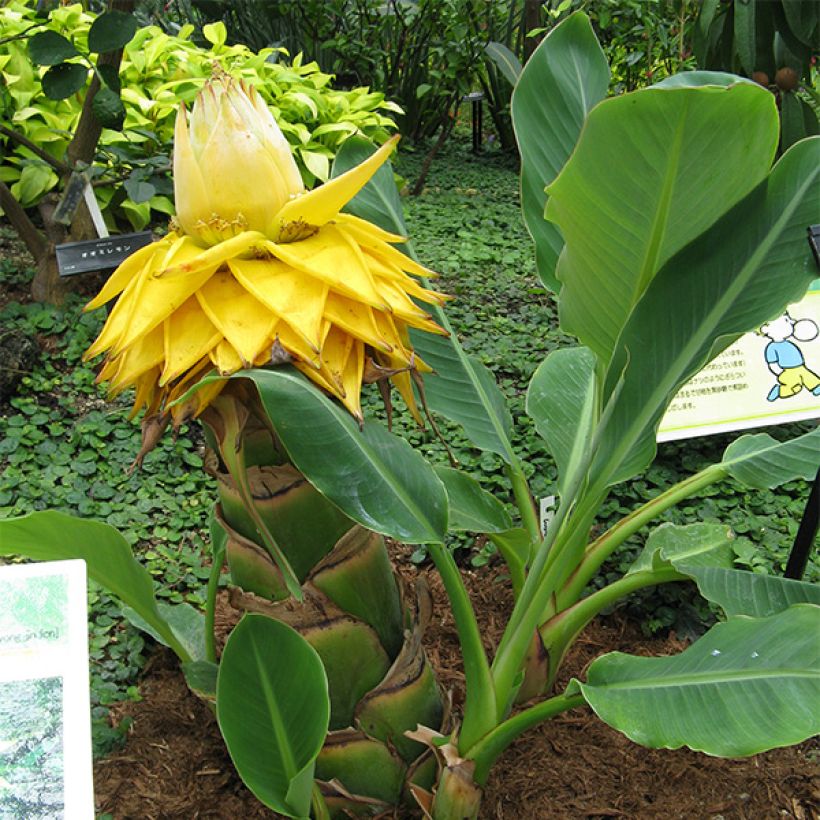 Musella lasiocarpa - Plátano enano chino (Porte)