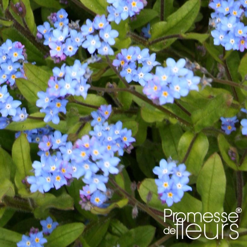 Myosotis sylvatica Savoie Blue (Follaje)