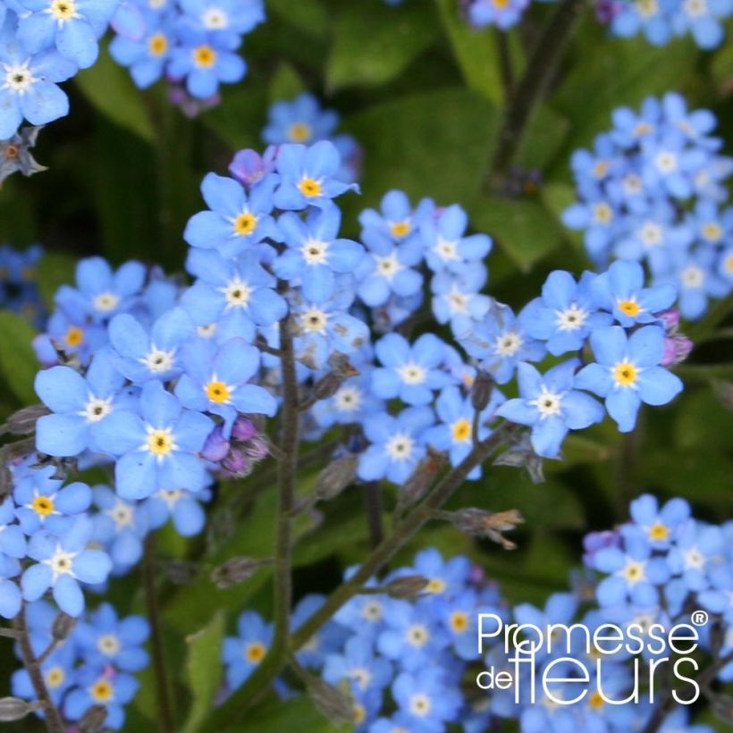 Myosotis sylvatica Savoie Blue (Floración)