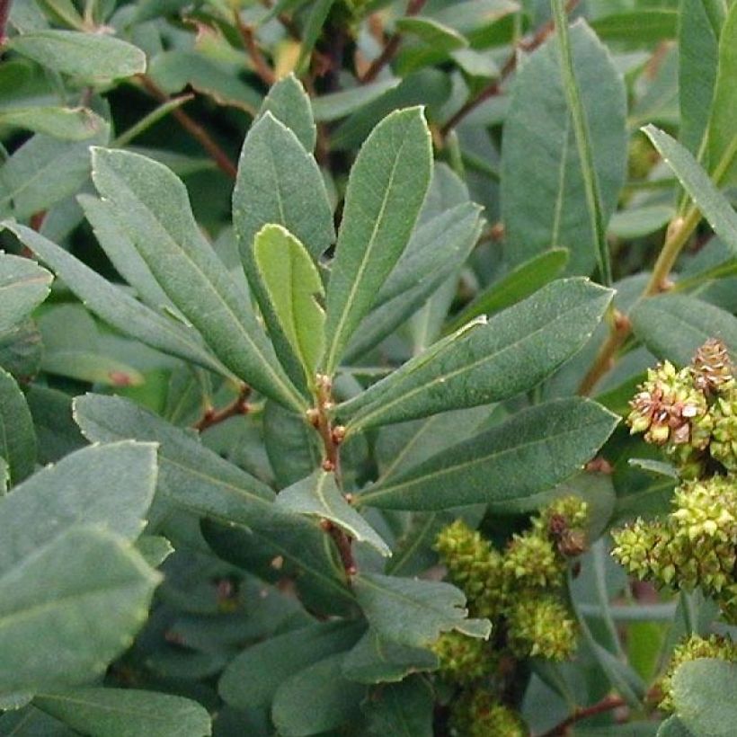 Myrica gale - Mirto de Brabante (Follaje)