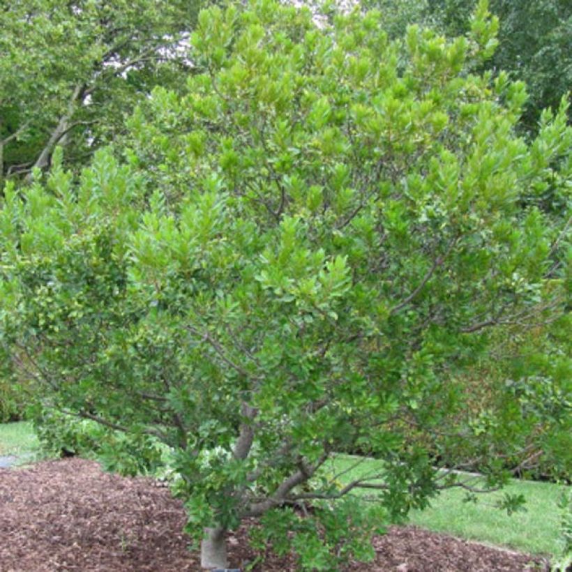 Myrica pensylvanica (Porte)