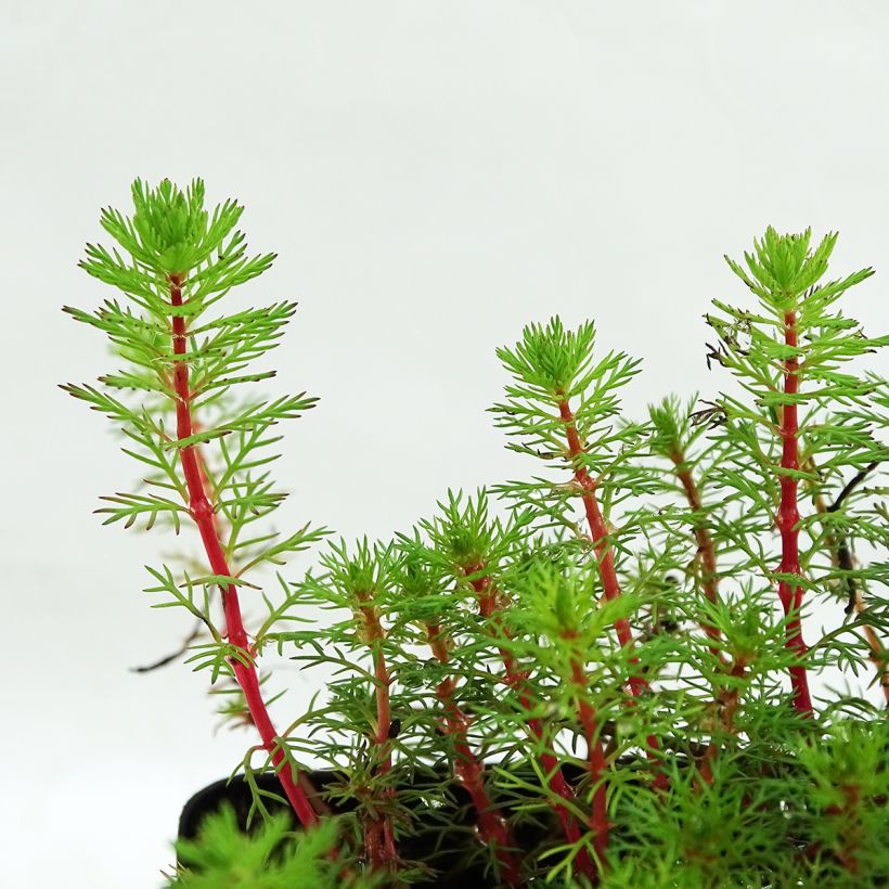 Myriophyllum brasiliense (Follaje)