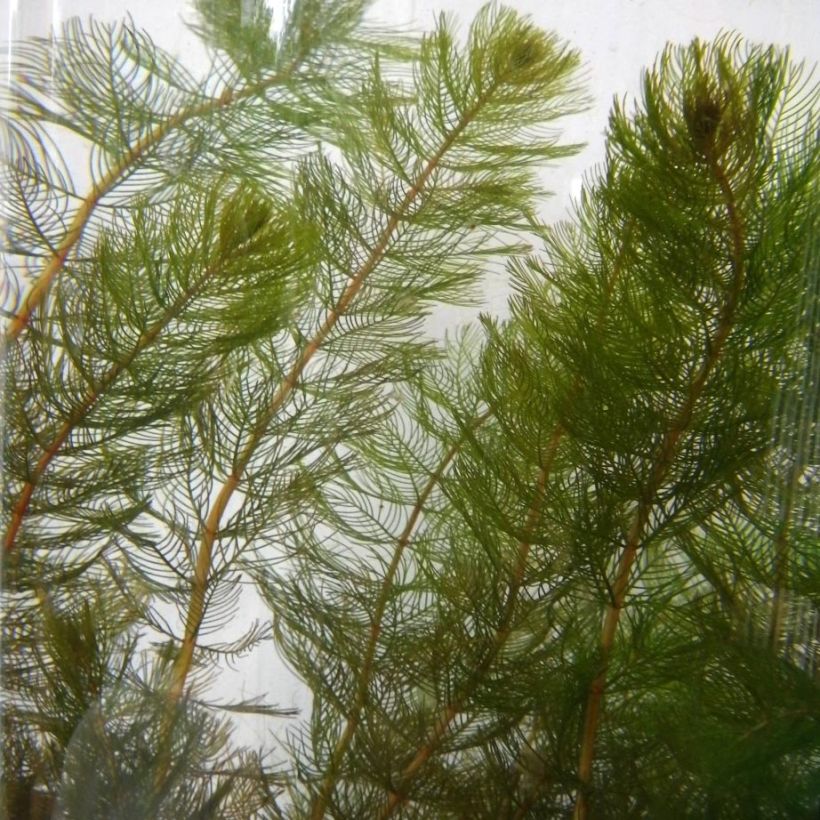 Myriophyllum spicatum - Cola de zorro acuática (Follaje)