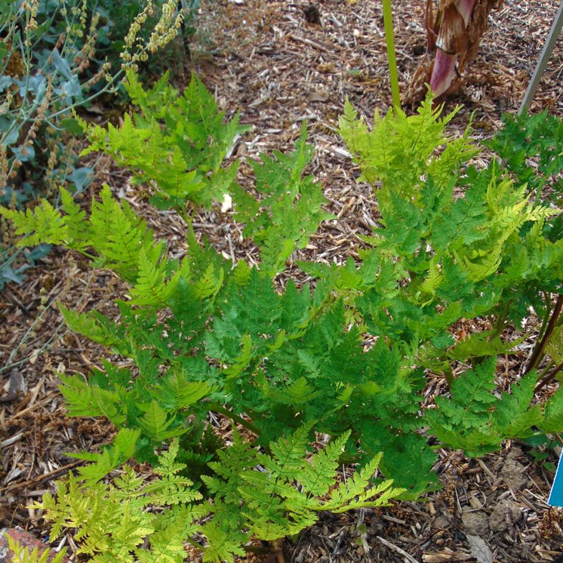 Cerifolio - Myrrhis odorata (Porte)