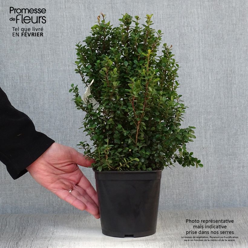 Myrsine africana - Buis africain Pot de 2L/3L Ejemplar entregado en invierno