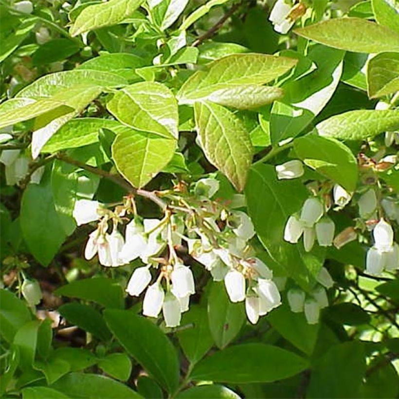 Arándano Brigitta Blue (Floración)