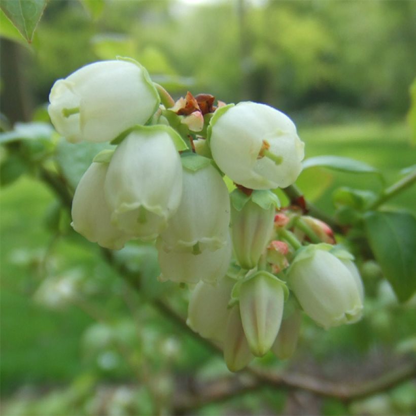 Arándano Reka (Floración)