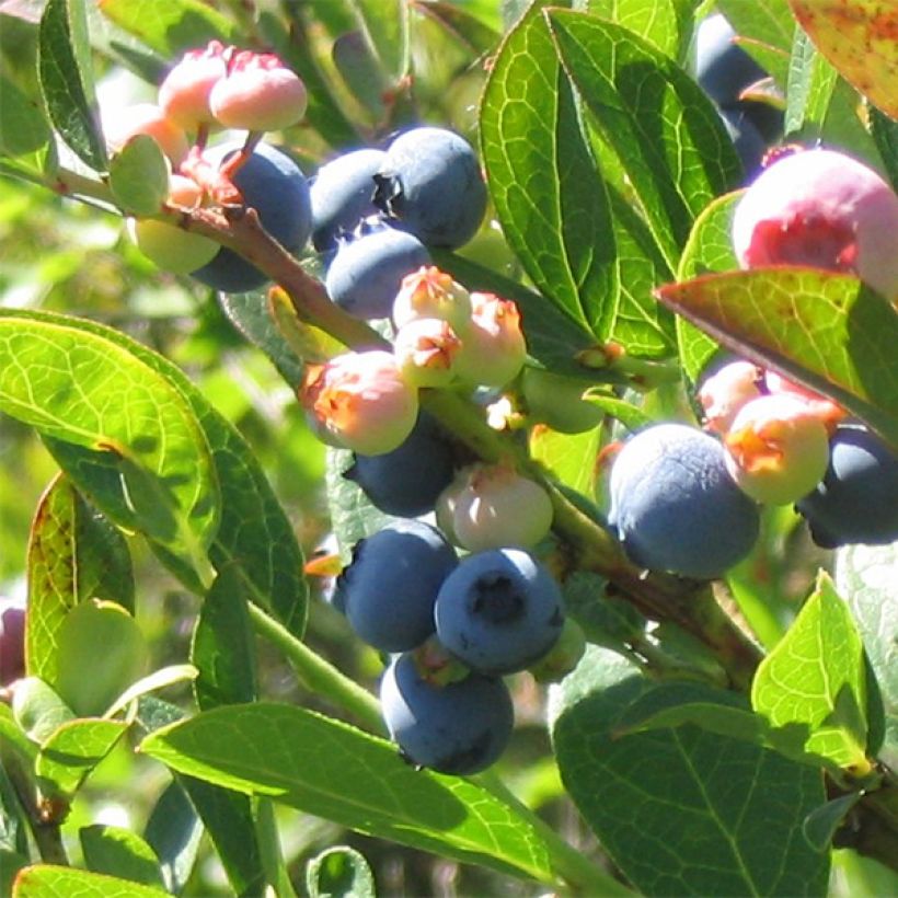 Arándano Reka (Cosecha)