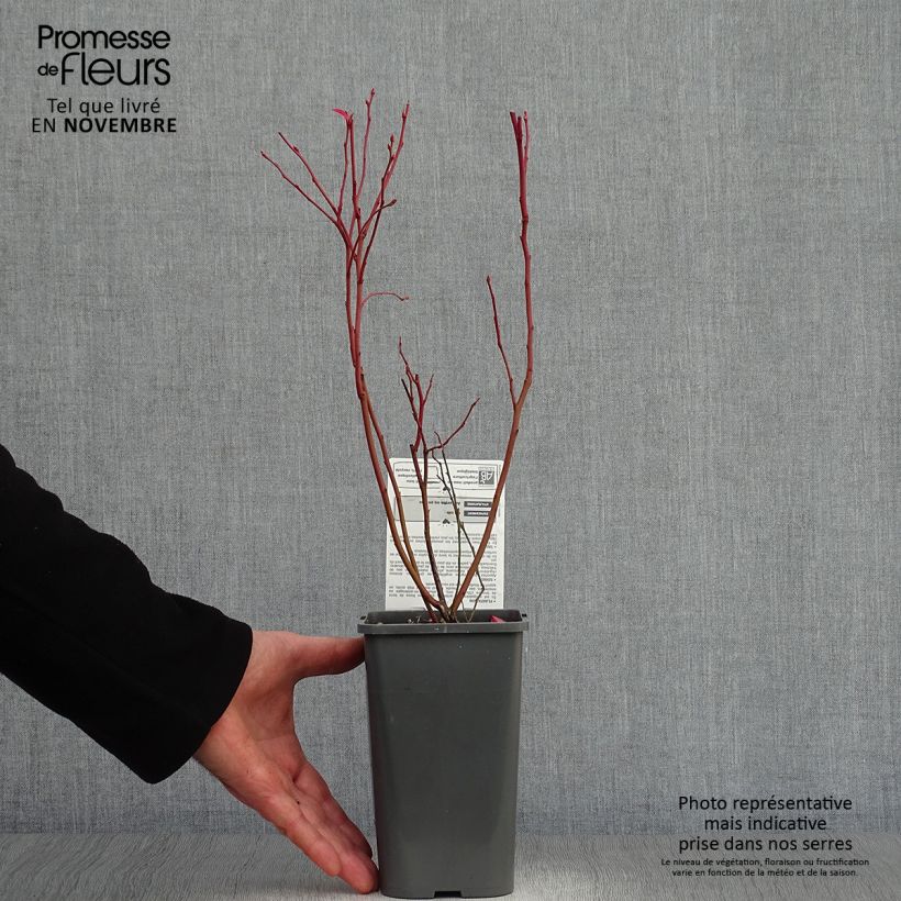 Ejemplar de Myrtillier d’Amérique Patriot Bio en pot de 1.5L entregado en otoño