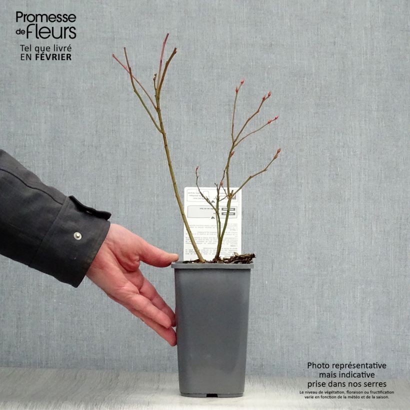 Myrtillier d’Amérique Patriot Bio en pot de 1.5L Ejemplar entregado en invierno