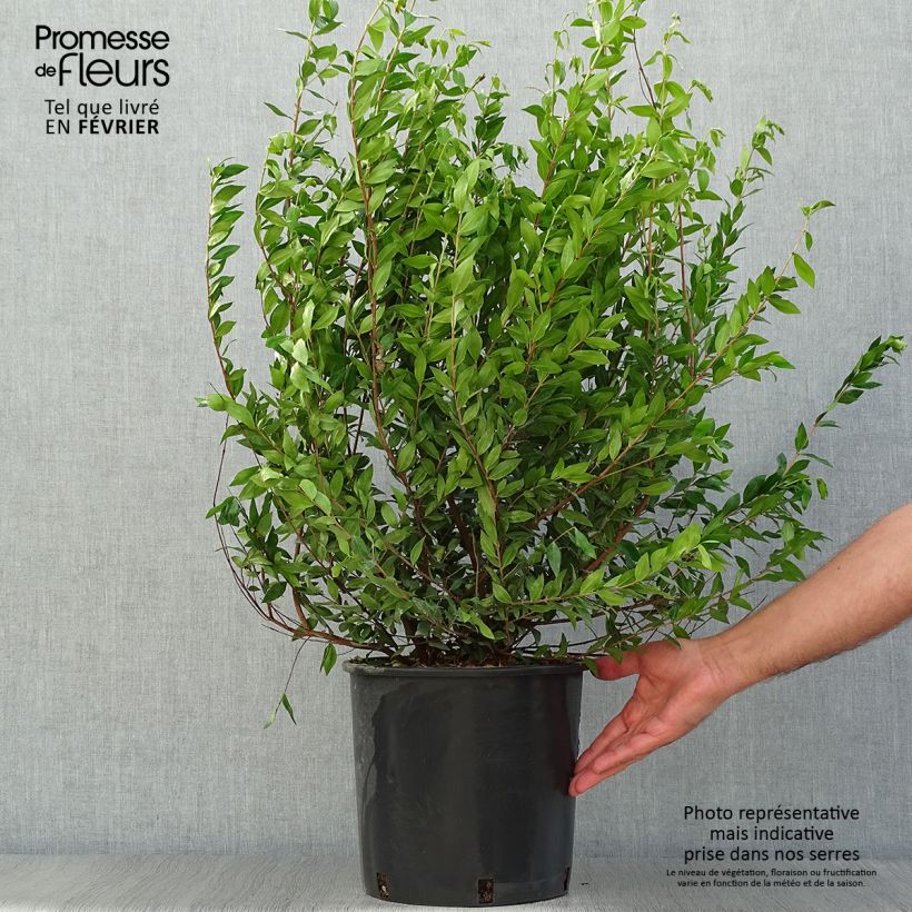 Ejemplar de Myrtus communis - Myrte commun en pot de 7,5l/10l entregado en otoño