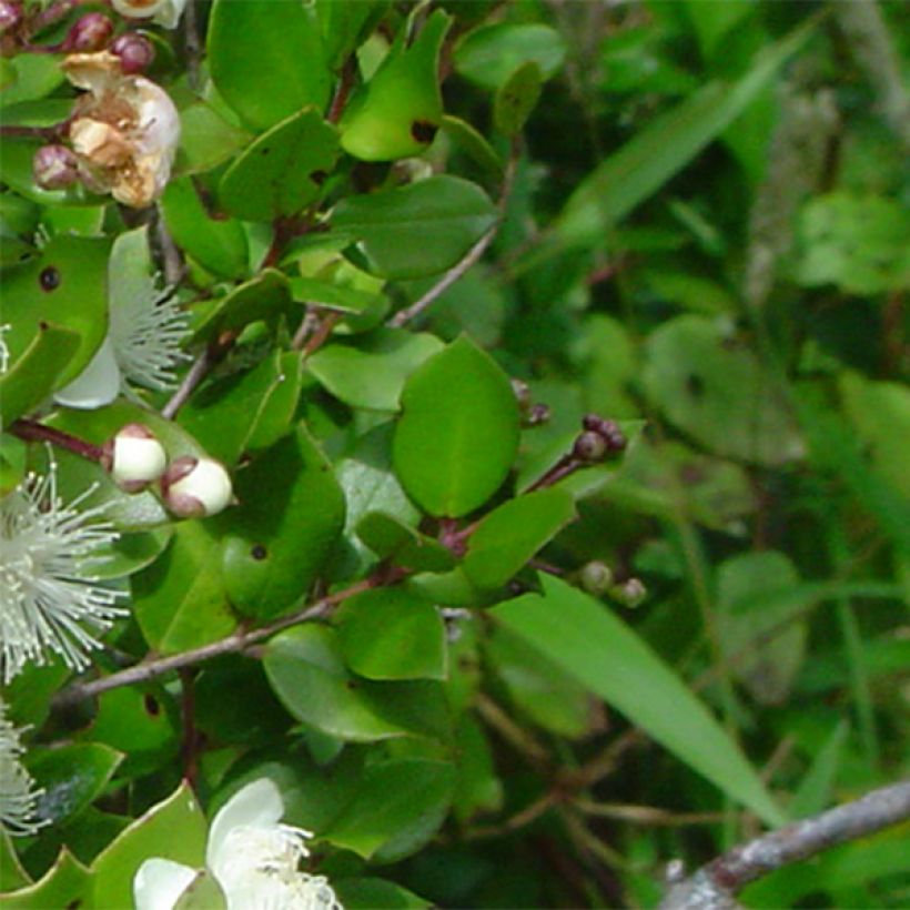 Myrtus luma - Arrayán (Follaje)