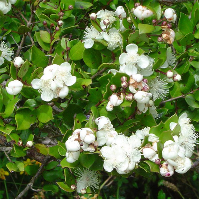 Myrtus luma - Arrayán (Floración)