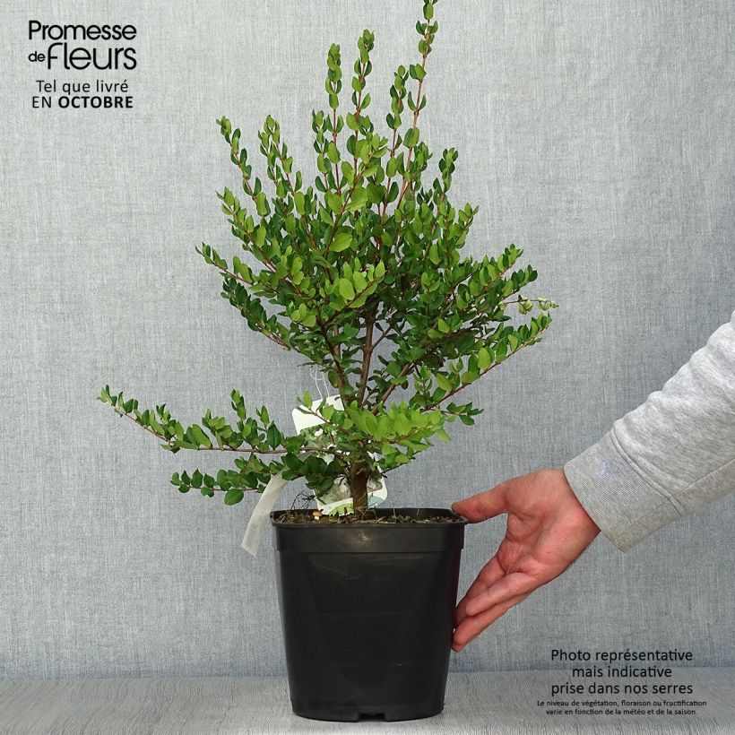 Ejemplar de Myrtus luma - Myrte du Chili Pot de 3L/4L entregado en otoño