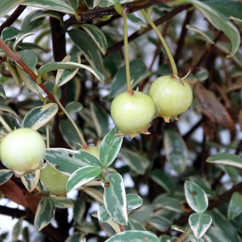 Myrtus ugni Flambeau - Murtilla (Cosecha)