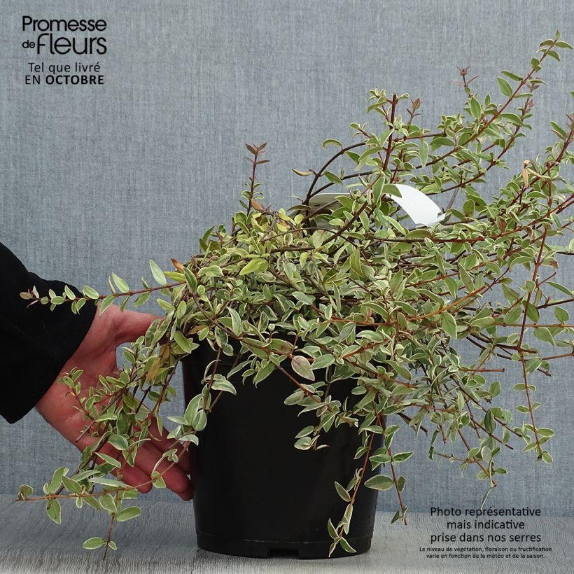 Ejemplar de Myrtus ugni Flambeau - Myrte ugni Pot de 3L/4L entregado en otoño