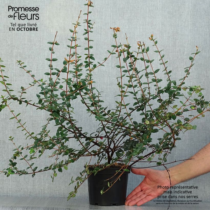 Ejemplar de Myrtus ugni Pot de 3L entregado en otoño