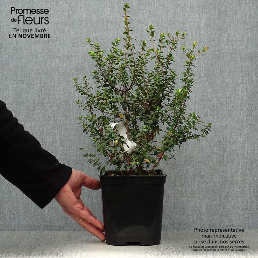 Ejemplar de Myrtus ugni - Ugni molinae Butterball  Pot de 3L entregado en otoño