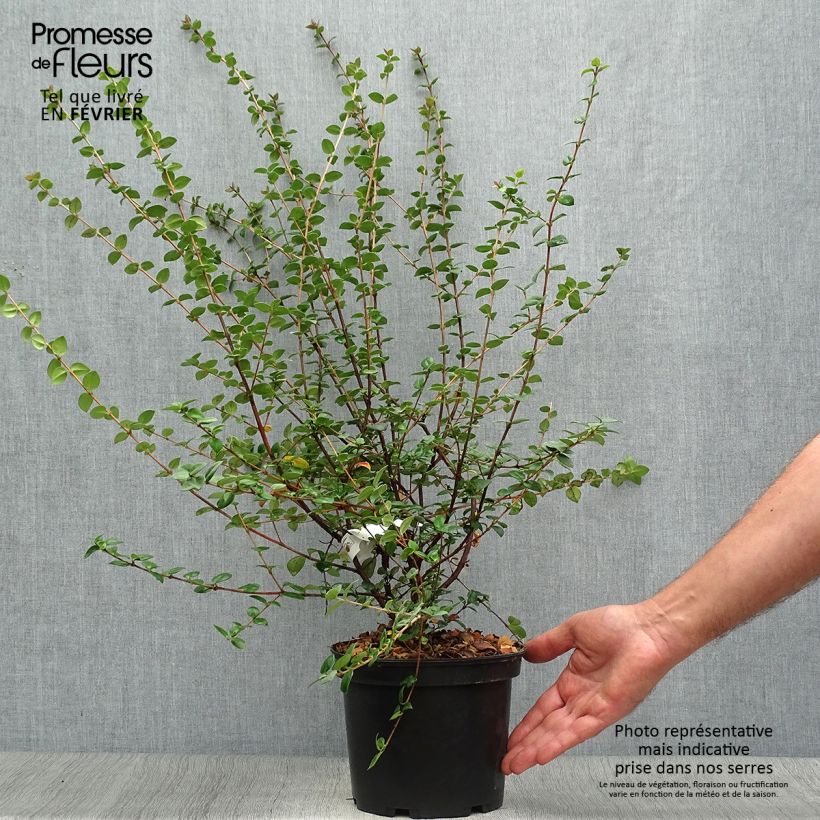 Ejemplar de Myrtus ugni ou Ugni molinae Elite Pot de 2L/3L entregado en otoño