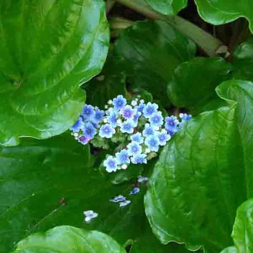 Myosotidium hortensia (Floración)