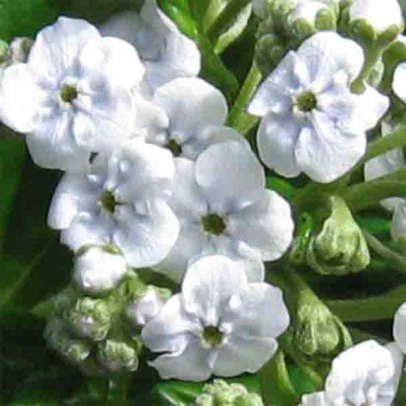 Myosotidium hortensia Alba (Floración)