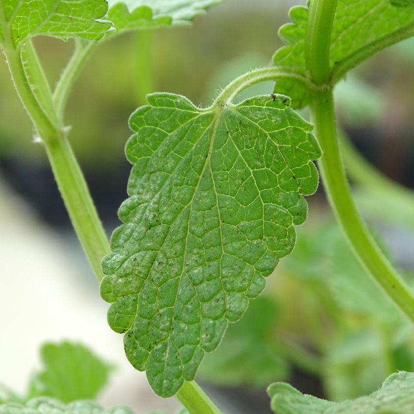 Nepeta grandiflora Zinser's Giant (Follaje)